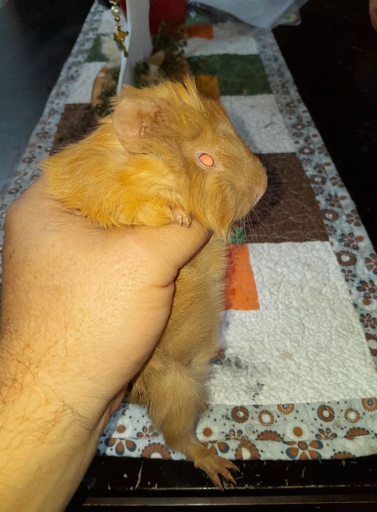 gallery-thumb-1